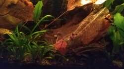 Junger Pandadolf  ????