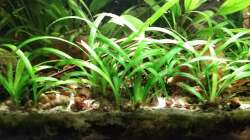 Bodendecker... und Boden-abchecker????