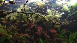 Wurzel wurde von Algen überrannt.. den Fischen gefällt es trotzdem.