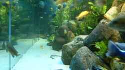 Dekoration im Aquarium Becken 412