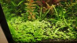 Pflanzen im Aquarium Asien 2019