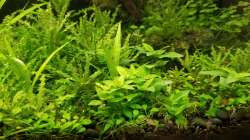 Besatz im Aquarium Asien 2019