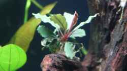 Bucephalandra sp. red