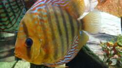 Besatz im Aquarium Discus Paradies