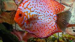 Besatz im Aquarium Discus Paradies
