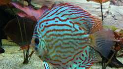 Besatz im Aquarium Discus Paradies