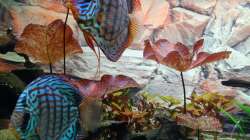 Aquarium Discus Paradies