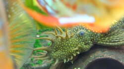 Besatz im Aquarium Discus Paradies