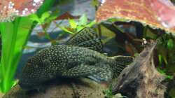 Besatz im Aquarium Discus Paradies