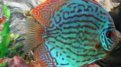Besatz im Aquarium Discus Paradies