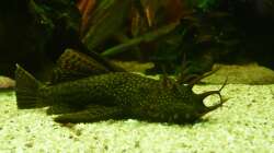 Besatz im Aquarium Discus Paradies