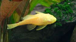 Besatz im Aquarium Discus Paradies