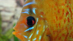 Besatz im Aquarium Discus Paradies