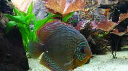 Besatz im Aquarium Discus Paradies