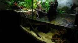 Aquarium Becken 4139