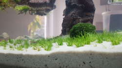 Eleocharis sp ´mini´ + Moosball