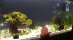 Aquascape 126l