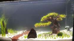 Andere Seite (Aquarium fungiert als Raumteiler)