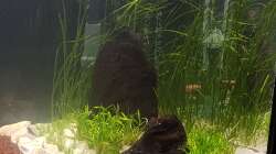 Valisneria nana + Sagittaria subulata