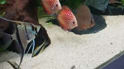 Aquarium Südamerikanisches Idyll