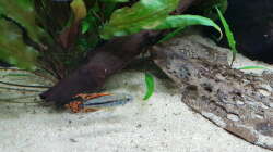 Kakadu Zwergbuntbarsch Männlich 