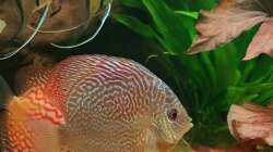 Aquarium Südamerikanisches Idyll