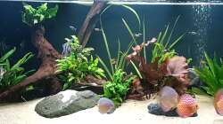 Aquarium Südamerikanisches Idyll