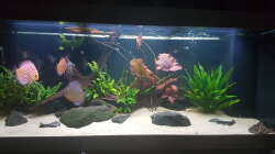 Aquarium Südamerikanisches Idyll