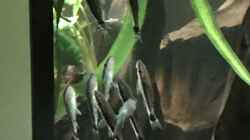 Besatz im Aquarium Amazonas-Welsbecken