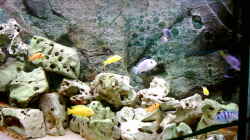 Dekoration im Aquarium Becken 415