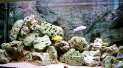 Dekoration im Aquarium Becken 415