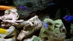 Besatz im Aquarium Becken 415