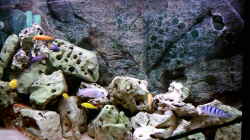 Pflanzen im Aquarium Becken 415