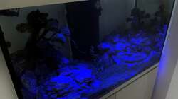 EHEIM Incpiria 300 / Mondlicht - 2