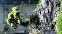 EHEIM Incpiria 300 - 9