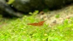 Die fleissigste und kleinste Reinigungsmaschine - 1