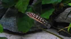 Julidochromis marlieri `katoto`