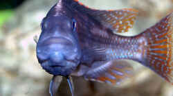Nimbochromis Fuscoteaniatus Jungfisch 10cm
