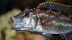Nimbochromis Fuscoteaniatus Jungfisch 8cm