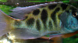 Nimbochromis Venustus Bock