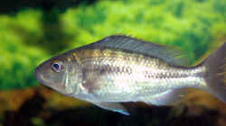 Dimidiochromis kiwinge 