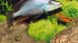 Dimidiochromis compressiceps 