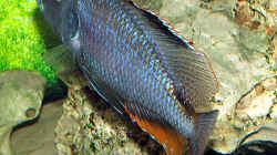 Dimidiochromis compressiceps 
