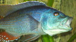 Nimbochromis Fuscoteaniatus M