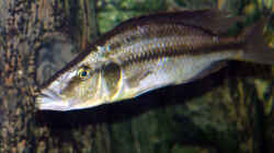 Dimidiochromis compressiceps W