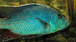 Nimbochromis Fuscoteaniatus M
