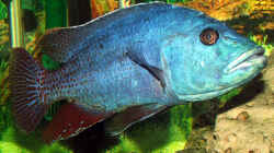 Nimbochromis Fuscoteaniatus