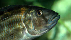 Nimbochromis Fuscoteaniatus W (maul voll)