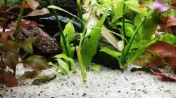 Ableger aus demm grossen becken