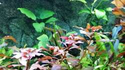 Aquarium Gesellschaftsbecken